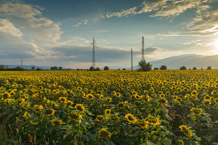 保加利亚向日葵园日落景观图片