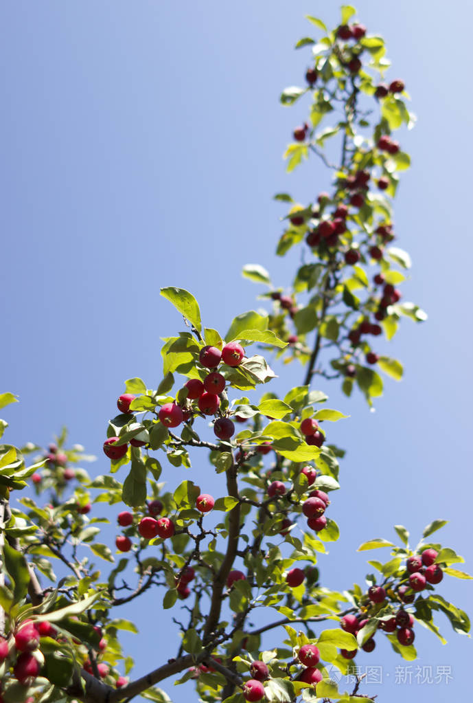 白天的小苹果树夏天的日子