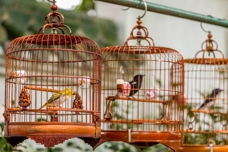 元宝鸟园及市场吊笼中的鸟图片