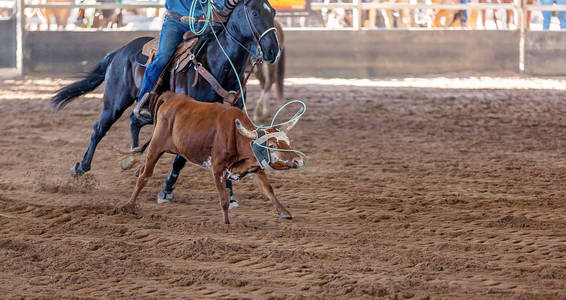 牛仔竞技赛上套绳在澳大利亚内陆牛仔竞技表演中套小牛澳大利亚小牛队