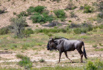南非白纹牛羚图片