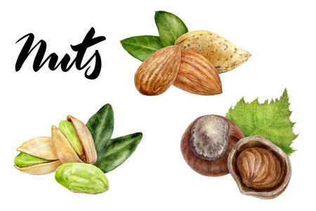 坚果,榛子,开心果核桃杏仁和枣果写实植物水彩画插画布置榛子叶集.