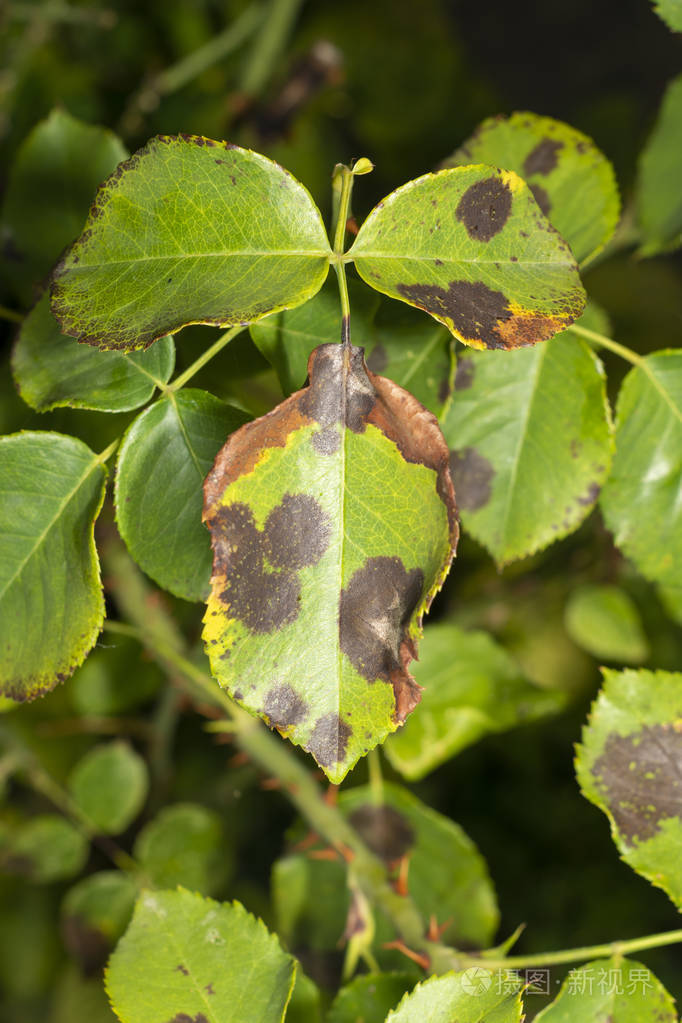 病叶花瓣和玫瑰花有斑点clo公司