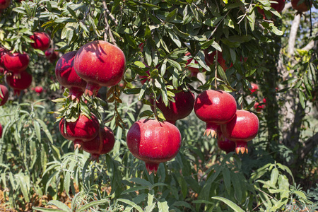 石榴的树枝上图片