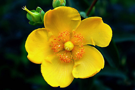 黄色五瓣花图片-黄色五瓣花素材-黄色五瓣花插画-摄图新视界