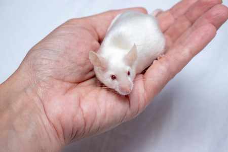 小手抓着可爱的白色实验室老鼠照片