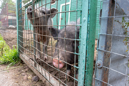 在乡村农场的金属网围栏后面有一个粉红色鼻子的黑色可爱的猪照片