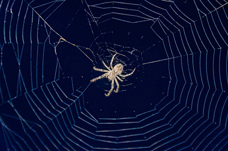蜘蛛网的特写图片