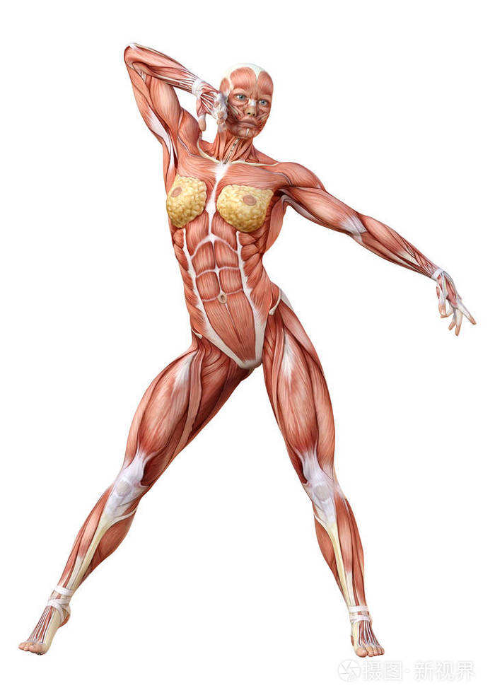 女性解剖图形的三维绘制