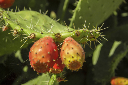 印度无花果果实典型的地中海仙人掌多刺梨果实紫色刺梨的植物和果实