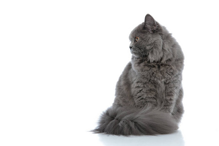 英国长毛猫坐在一边沉思图片