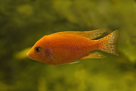 新罕布什尔州的林底有地衣,松针和锥.