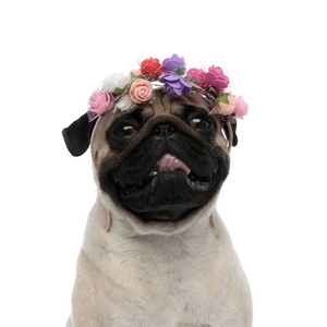 哈巴头可爱的哈巴狗气喘吁吁,头上戴着花装饰的头巾照片