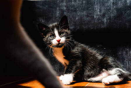 养小猫需要有责任照顾图片