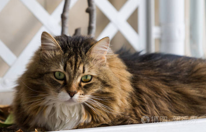 西伯利亚美丽的棕色斑纹猫在一所房子里放松地繁殖家畜低变应原动物