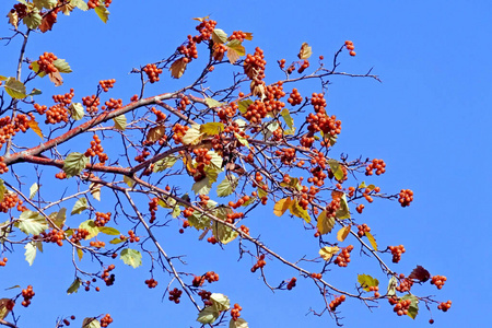 蓝天下树枝上成熟的山楂浆果图片