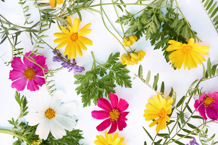 各种花卉背景图片 各种花卉背景素材 各种花卉背景插画 摄图新视界