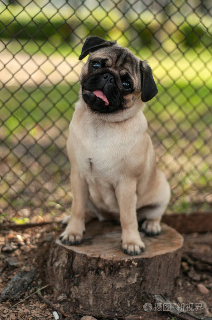 一只6个月大的哈巴狗正坐在公园的树桩上照片-正版商用图片2oxw84-摄