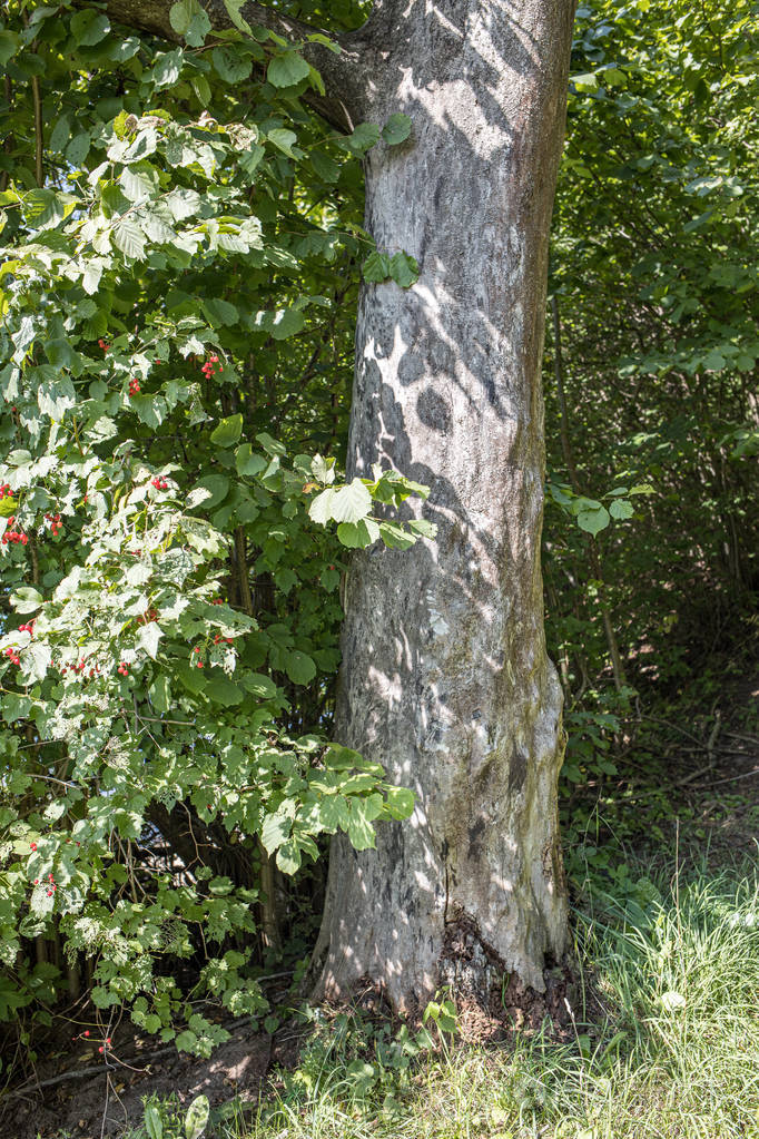 树干 森林 指导 木材 夏天 苔藓 徒步旅行 树皮 风景