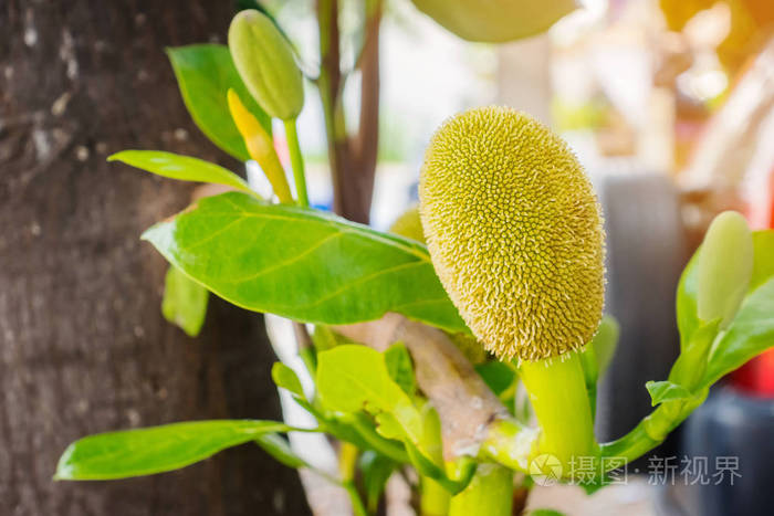 生长在菠萝蜜树上的新鲜的绿色幼果亚洲热带水果