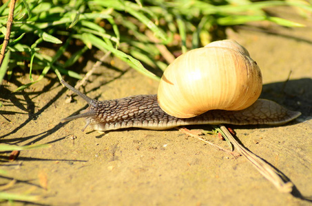 螺旋波马提亚亦称罗马蜗牛,勃艮第蜗牛,食用蜗牛或蜗牛,是一种大型,可