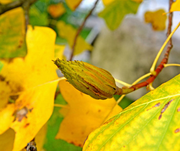 美洲鹅掌楸的果实照片