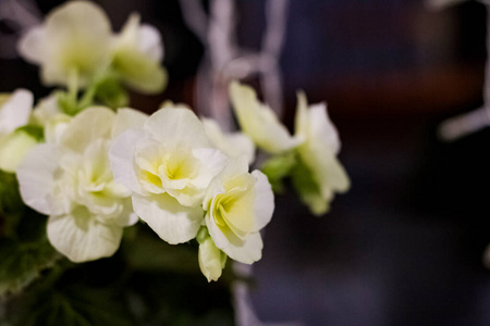 窗台上的白花家居植物图片