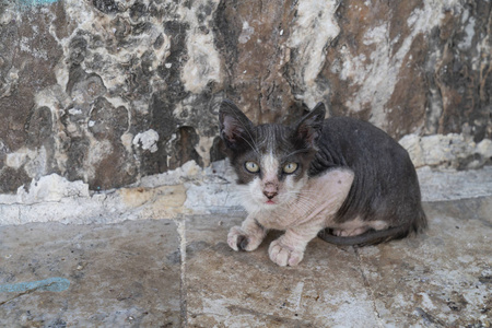 一只野猫图片