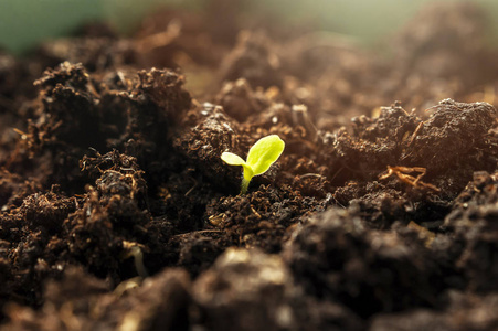 农业出春天早晨的阳光下,从地上长出的小绿芽.