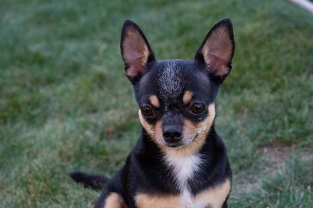 吉娃娃犬品种.河里一只可爱的纯种吉娃娃小狗的画像狗是用手拉的.