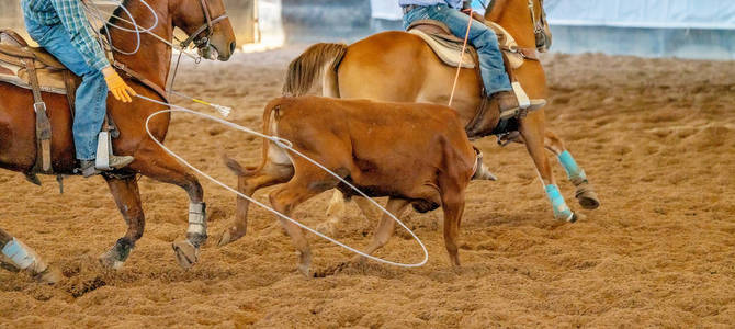 套小牛澳大利亚人队牛犊拉运在国家竞技表演澳大利亚小牛队在乡村牛仔