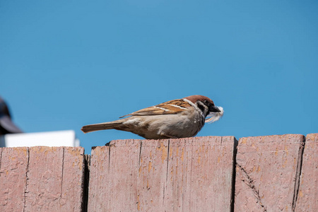 鸟嘴是筑巢材料的麻雀照片