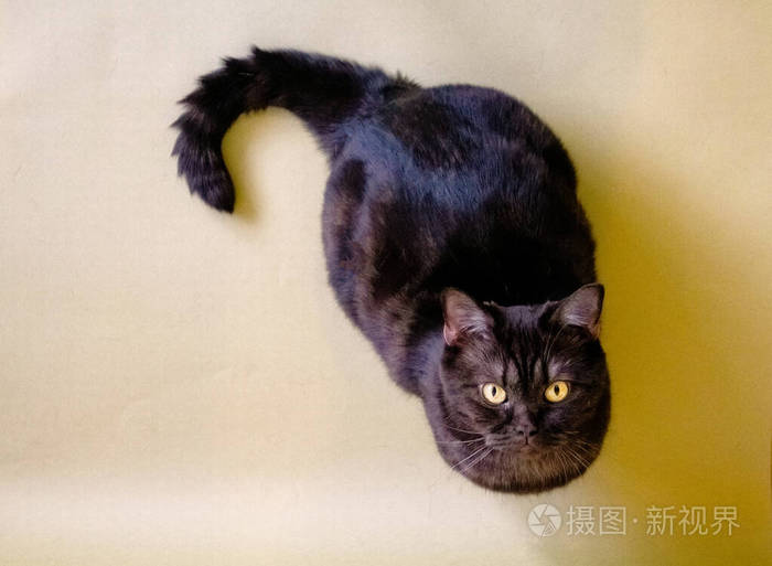 猫顶视图隔离在工作室的橙色背景上,从上面放置文本.复制空间.横幅