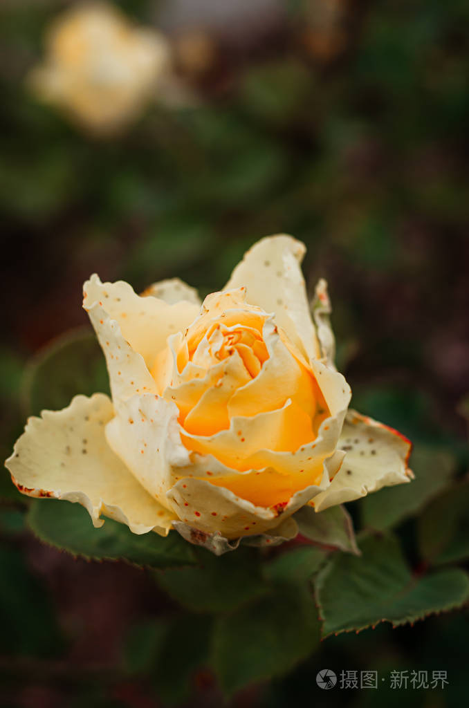 tenderyellowrosebudonabushinthegarden