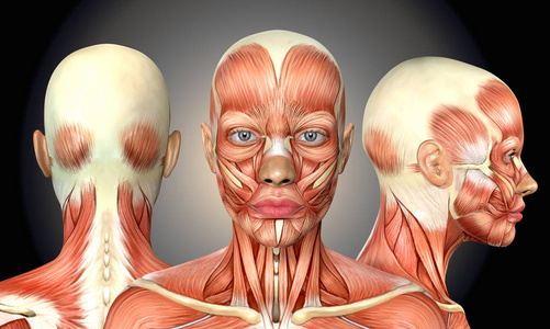 头部肌肉图片