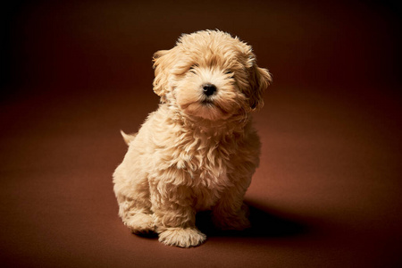 马耳他贵宾犬图片