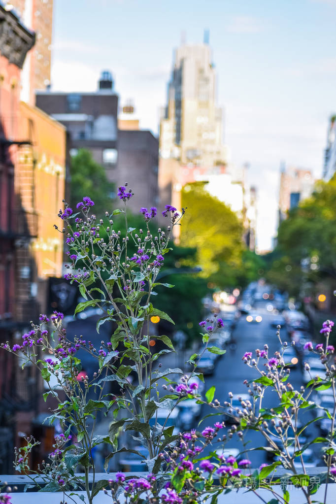 前景是鲜花,背景是不集中的街道.照片-正版商用图片2ozsgr-摄图新视界