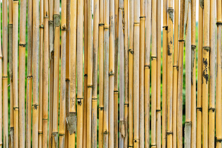 壁纸明亮黄美丽的背景纹理,黄竹竿近距离.壁纸图案设计照片