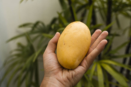 男士手拿着新鲜成熟的芒果,背景是一棵棕榈树.