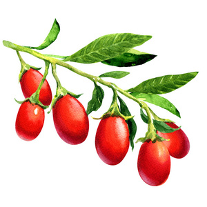 成熟的枸杞子枝叶,孤立,白色手绘水彩画插图插画