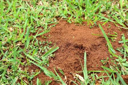 了白蚁或白蚂蚁蚂蚁帮助红蚂蚁要从地下迷宫找到出路蚁巢蚂蚁窝地蚁巢