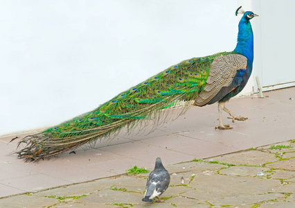 孔雀和鸽子在散步照片