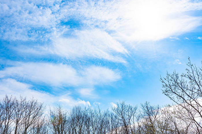 在阳光明媚的日子里,树林里的树木枯萎了,天空湛蓝.