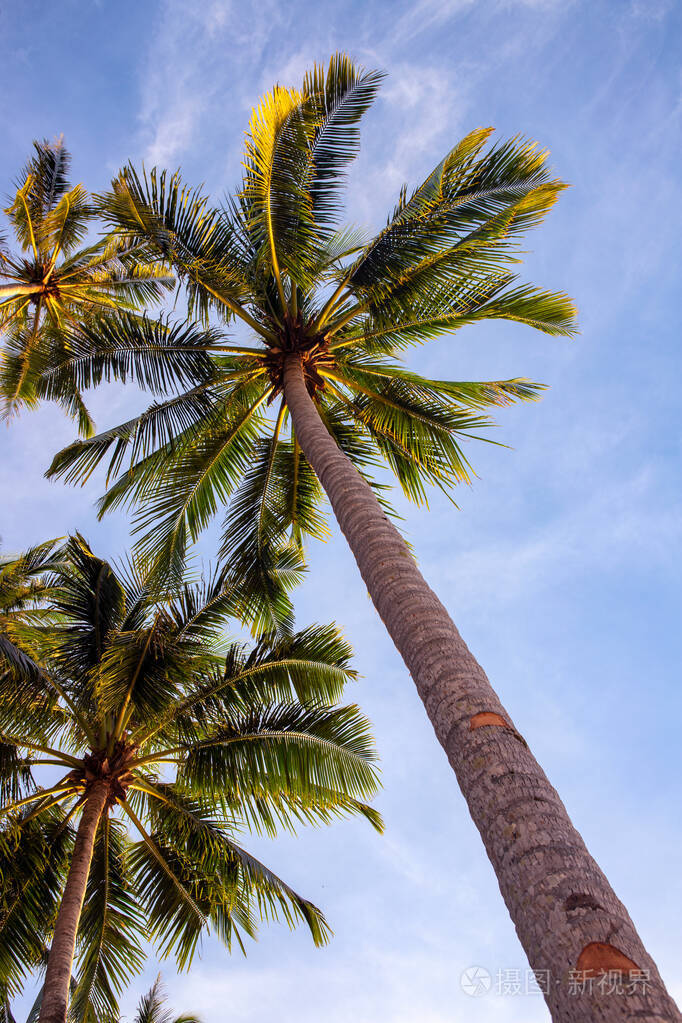 热带棕榈树树枝蓝天背景垂直摄影夏季旅游目的地社交媒体封面图片