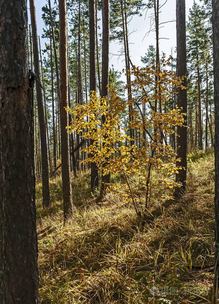 松林中秋叶黄的桦树