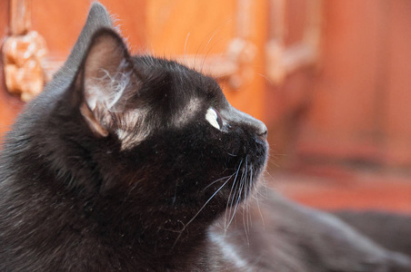 美丽的黑猫看向别处,特写侧面.动物节和猫日照片