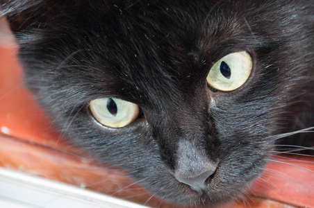 动物节一只黄眼睛的黑猫,特写.动物节和猫日照片