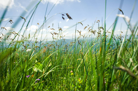 风吹过山顶的花草照片