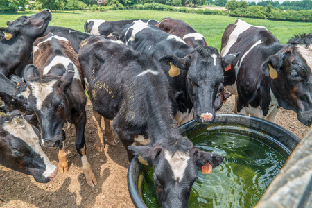 奶牛饮用水图片