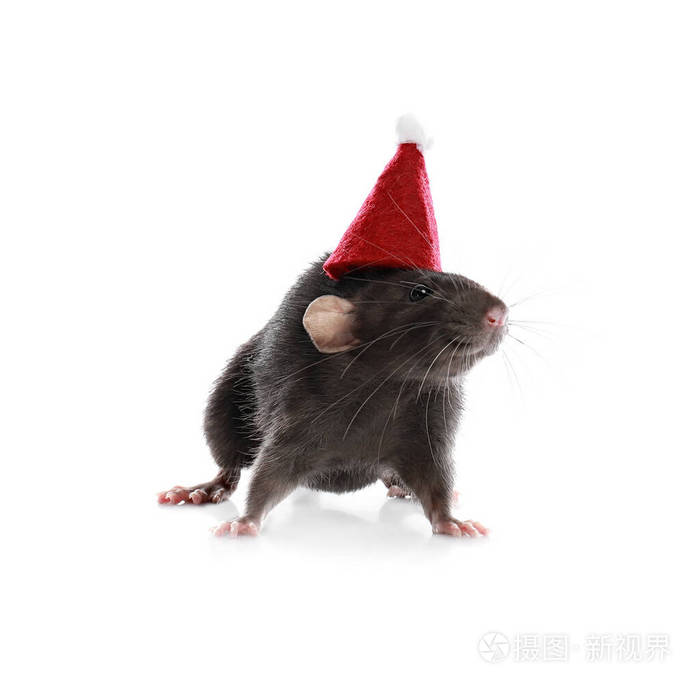 白色背景上戴圣诞帽的可爱小老鼠中国新年标志